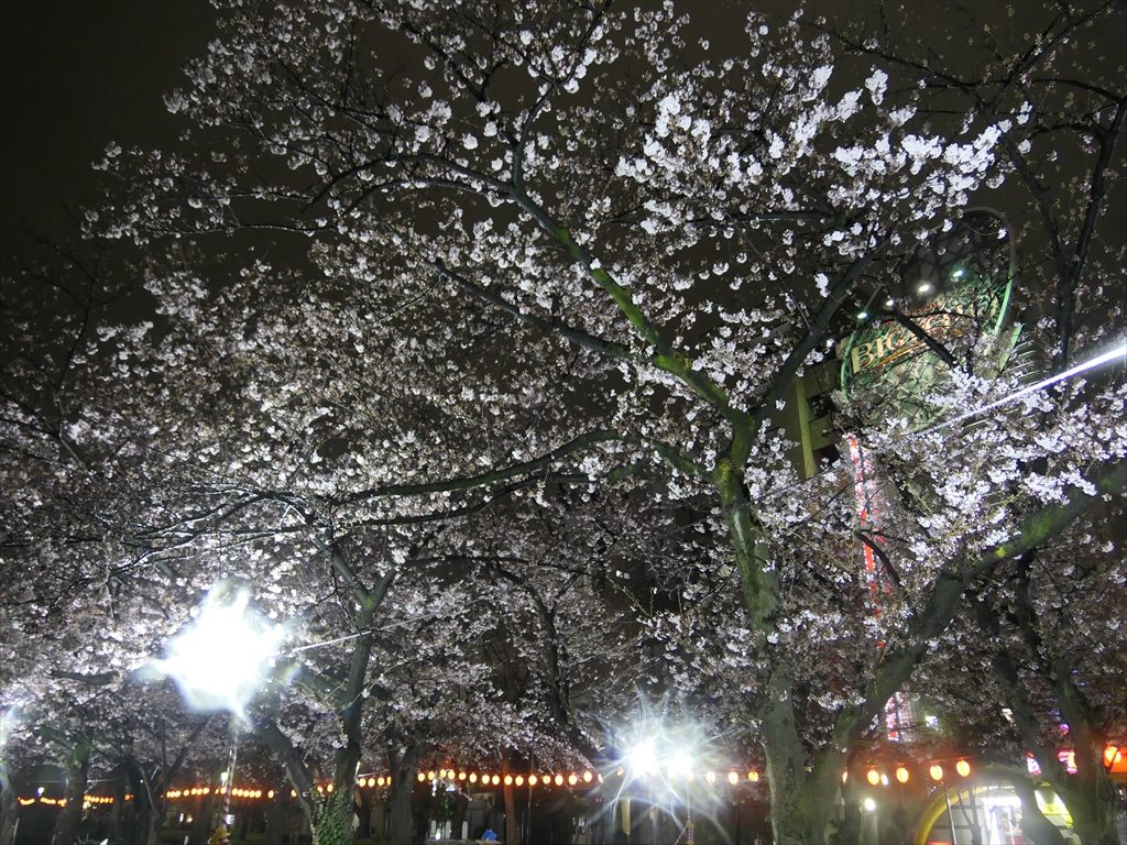 錦糸公園桜2017014_R