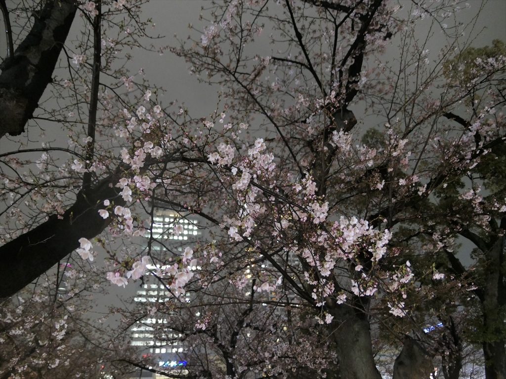 錦糸公園桜2017012_R