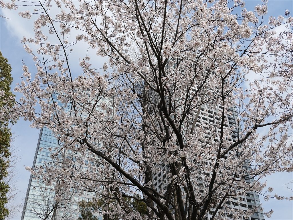 錦糸公園桜20170402021_R