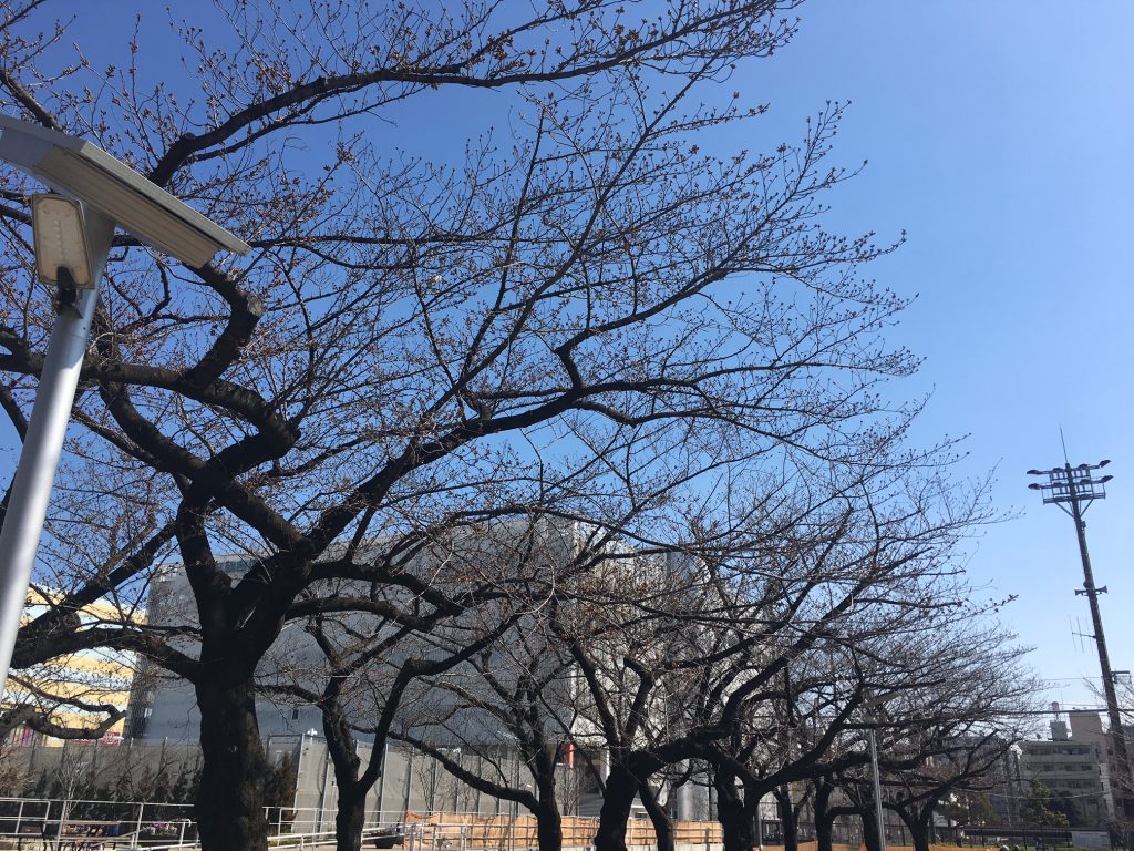 錦糸公園桜