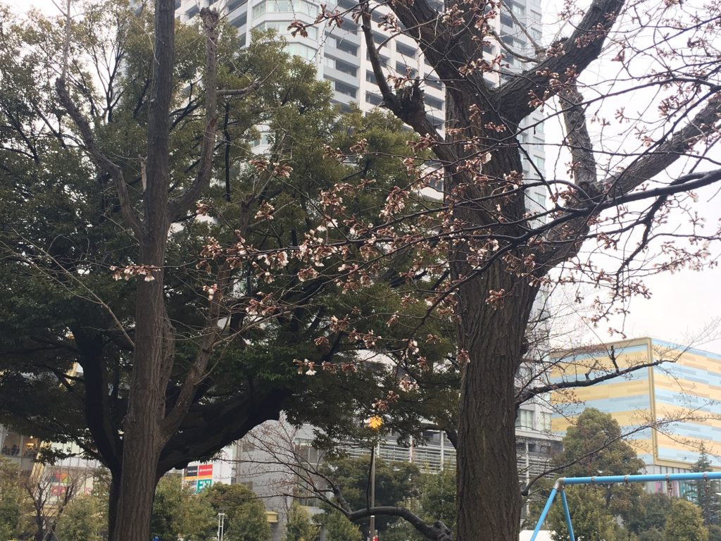 錦糸公園　桜 2017