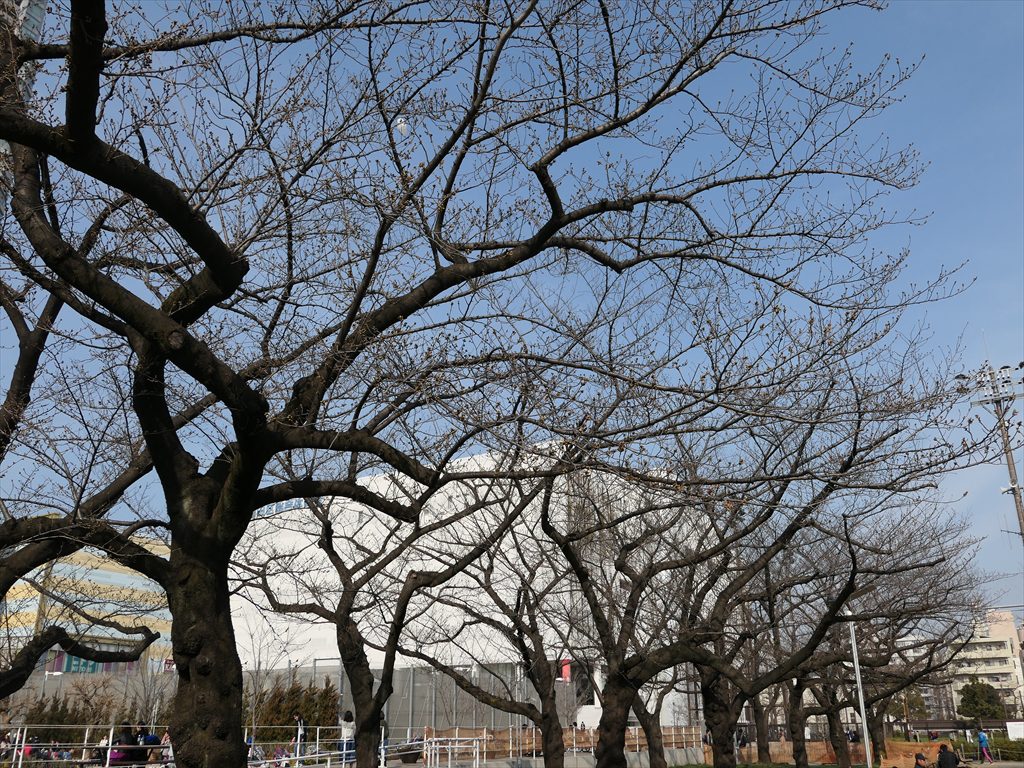 錦糸公園　桜・お花見2017b