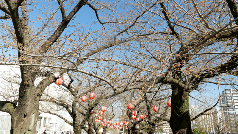 錦糸公園桜