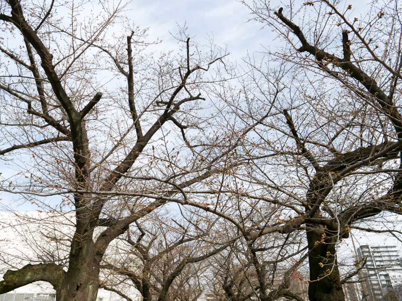錦糸公園　桜 2020