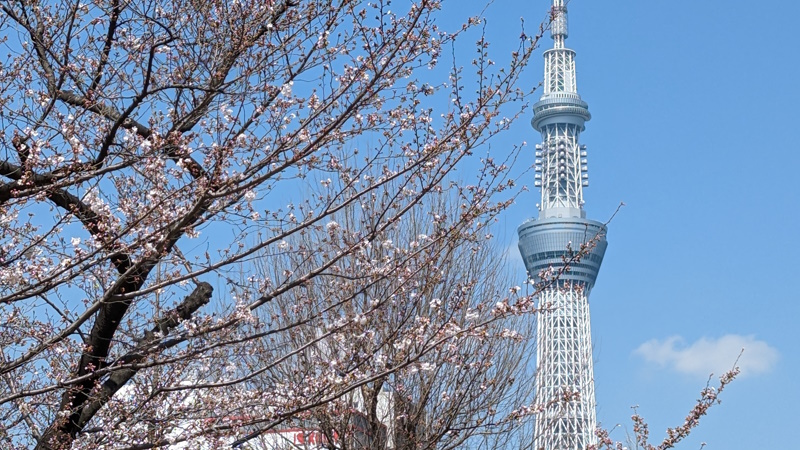 錦糸公園桜 2023