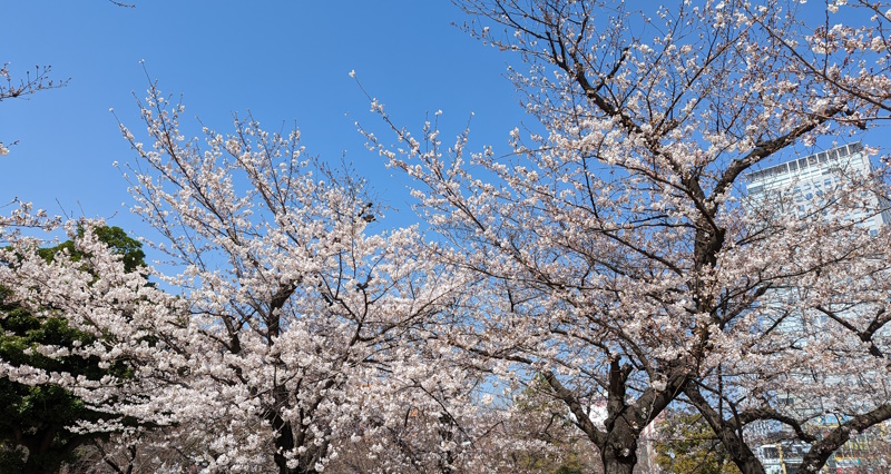 錦糸公園　桜2023