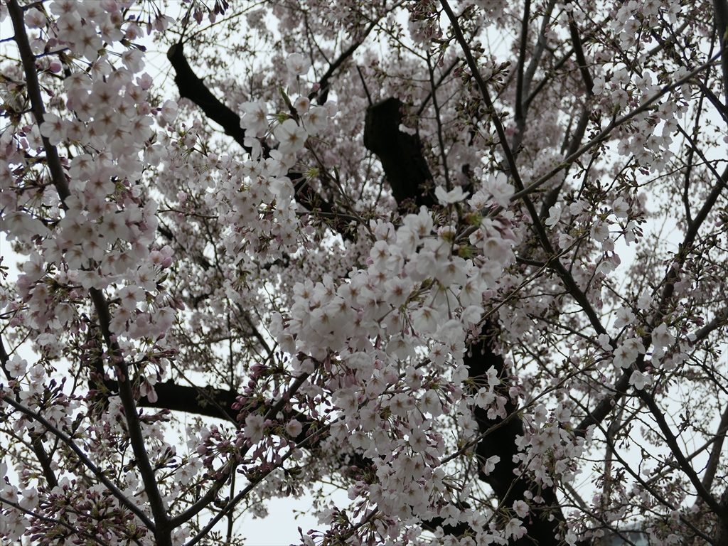 錦糸公園桜2017047_R