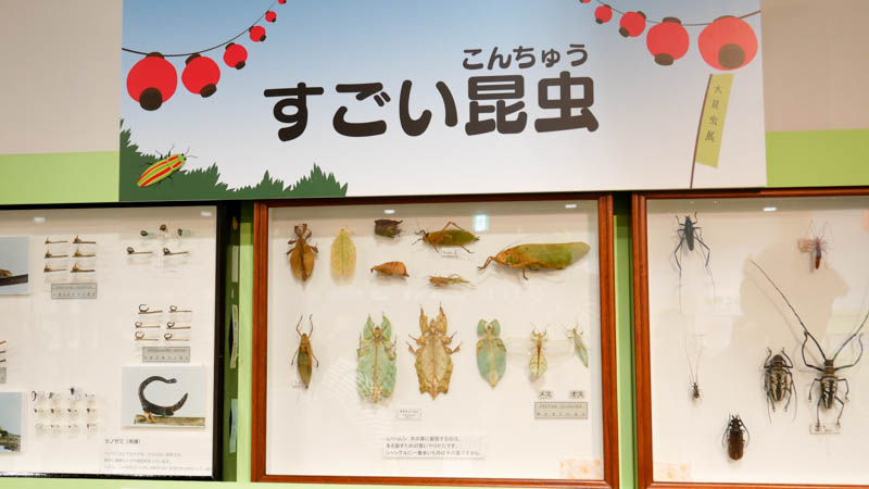 大昆虫展2018