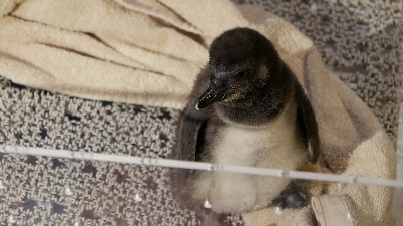 すみだ水族館のペンギンの赤ちゃん