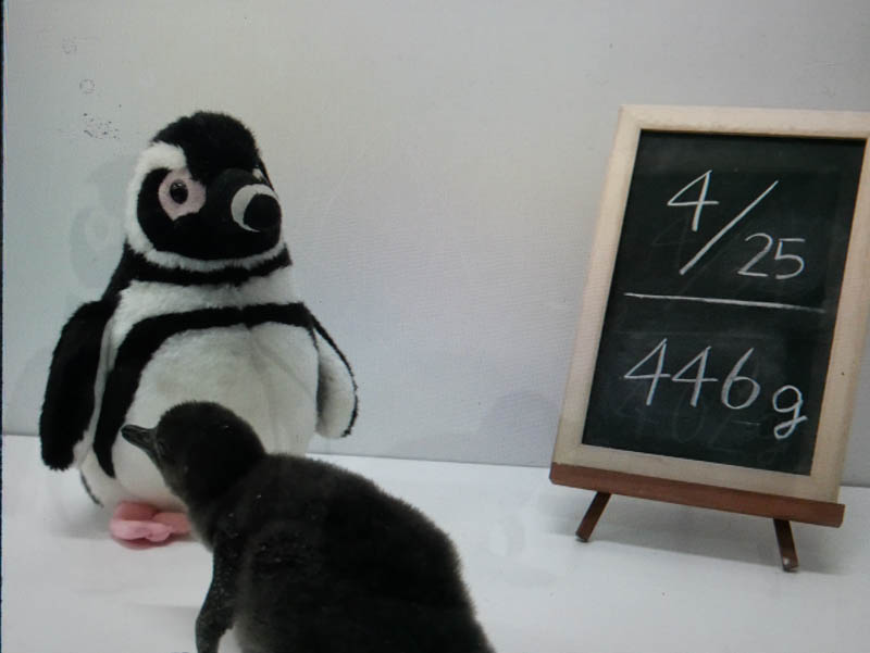 すみだ水族館ペンギンの赤ちゃん