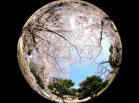錦糸公園 桜 2020年3月26日