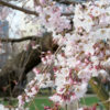 錦糸公園 桜 2020
