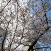 錦糸公園 桜 2020