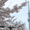 錦糸公園 桜 2020年3月23日
