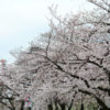 錦糸公園 桜 2020年3月23日