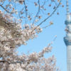 錦糸公園 桜 2020年3月26日