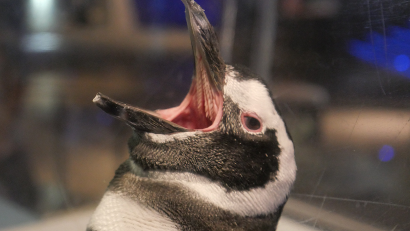 すみだ水族館ペンギン